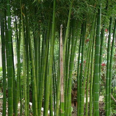 风水竹|常用风水竹类植物集锦